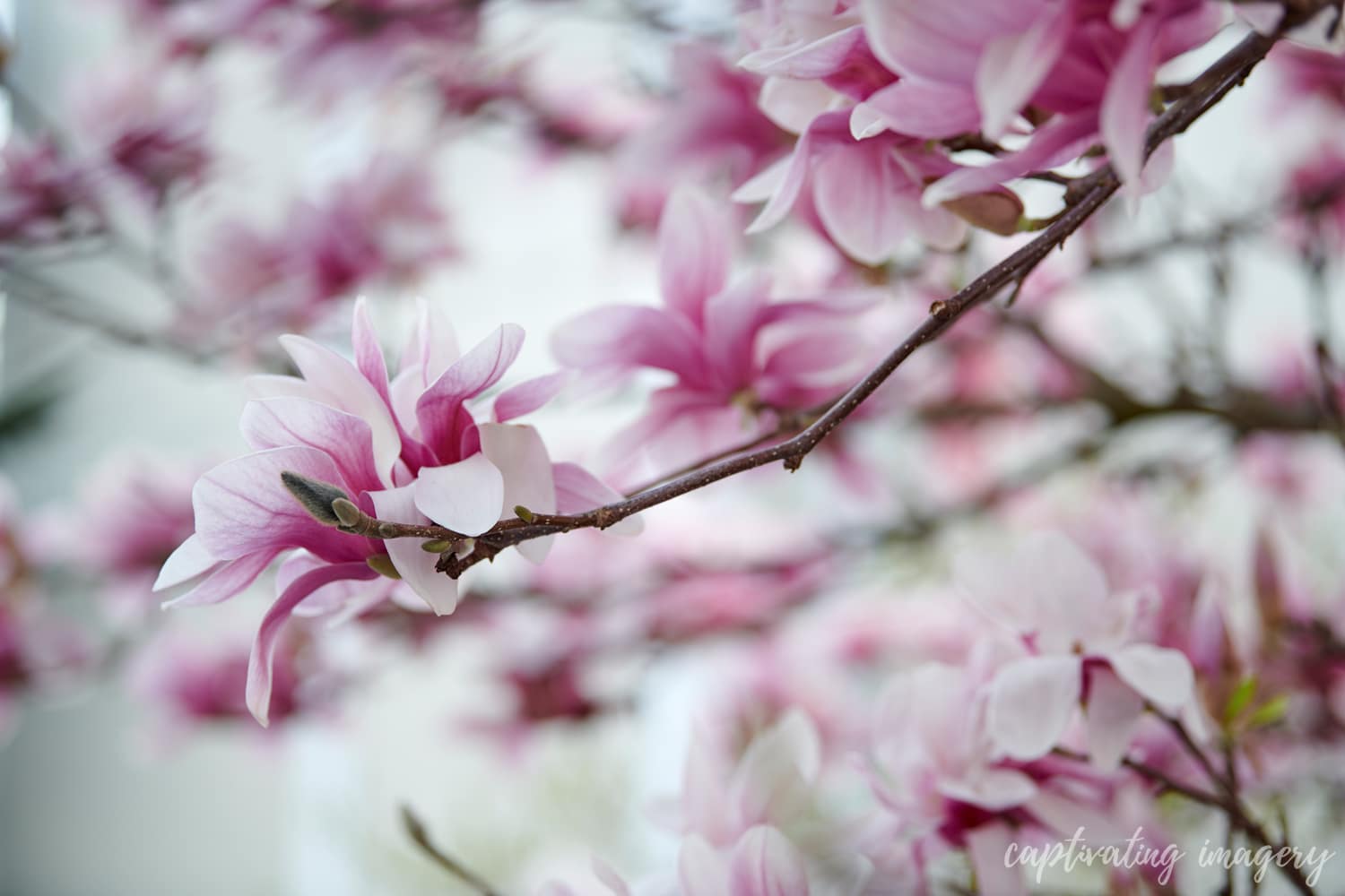 Magnolia branches - Portraits for a good cause