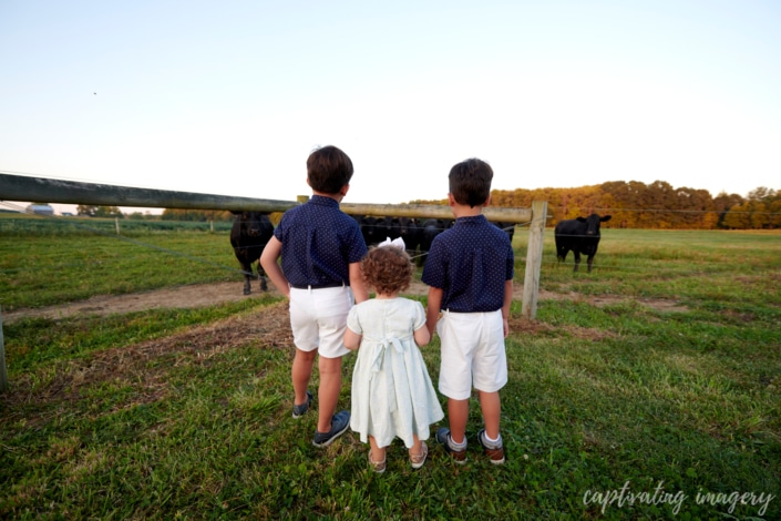 Plain Grove Farm photos - Now booking sunflower sessions for a limited time