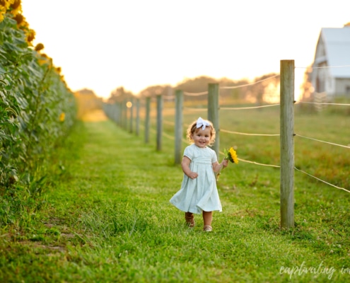 Pittsburgh sunflower photos - wexford family photography