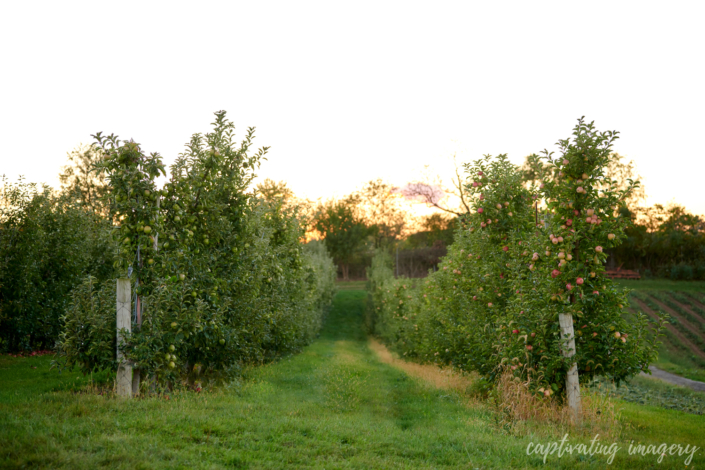 Soergel Orchards Wexford - wexford family photography