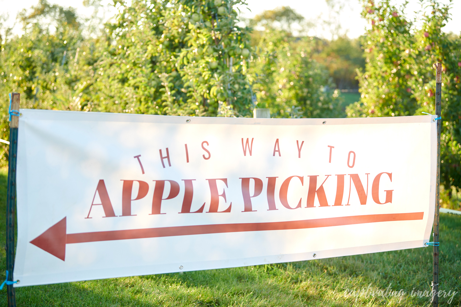 apple orchards - wexford family photography